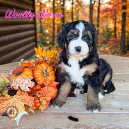 Woolly Worm - Tri-color female Bernedoodle puppy in Banner Elk, North Carolina from Walnut Tree Bernedoodles