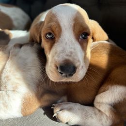 Periwinkle - Red and white female Basset Hound puppy in Denver, Colorado from Fawn's Bassetts