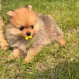 Pomeranian Puppies from Maine Pom’s