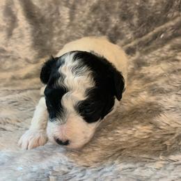Slate - Parti male Poodle puppy in Haddam, Kansas from Golden B Acres