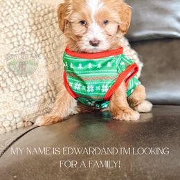 Edward - Apricot male Goldendoodle puppy in Ocoee, Tennessee from Liberty Creek Farms