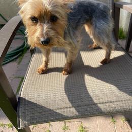 Belle - Black and tan female Yorkshire Terrier puppy in Bakersfield, California from Yorkie To My Heart