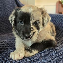 Little John - Blue merle male Australian Shepherd puppy in Wrightsville, Georgia from Wild Magnolia Farms Aussies