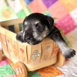 Miniature Schnauzer Puppies from MoonShadows Miniature Schnauzers