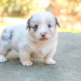 Glacier - Blue merle and white male American Corgi puppy in Plains, Montana from Diamond Corgis
