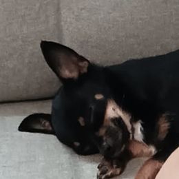 Chihuahuas from Anita's Chihuahuas