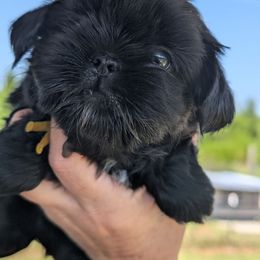 Kenzi - Black female Shih Tzu puppy in Claxton, Georgia from Small Pawz Kennel