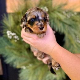 Boy 2 - Merle male Bernedoodle puppy in Salt Lake County, Utah from Coco Avenue Pups