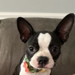 Bella - Boston Terrier