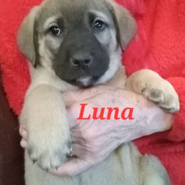 Anatolian Shepherd Dog Puppies from Sunset Ridge Farm