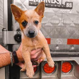 Kyoko (ASDR) - Red speckled female Australian Cattle Dog puppy in Marana, Arizona from Impact 3rd Australian Cattle Dogs
