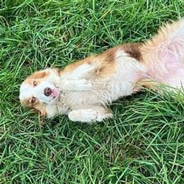 Amber - Border Collie