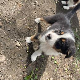 Polywag - Black tri-color female Australian Shepherd puppy in Kenosha, Wisconsin from Out of this World Aussies