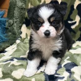 Tink - Black tri female Toy Australian Shepherd puppy in Puryear, Tennessee from A&W Toy Aussies