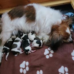 "Zoe with Elvis, Ringo, Miranda, & Carly 2022" Papillon All Grown Up from Suzanne Johnson Papillons