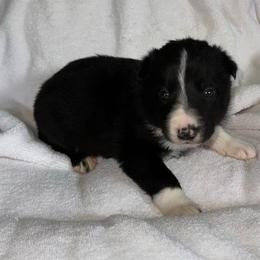Ruger - Black and white male Border Collie puppy in Henagar, Alabama from Ridge Kap Border Collies