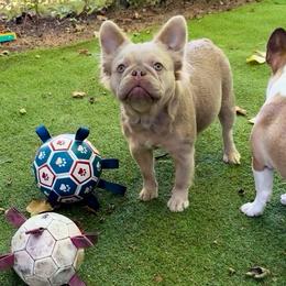 Bailey - French Bulldog