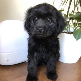 Cavalier King Charles Spaniel and Cavapoo Puppies from VITPOM PUPPIES