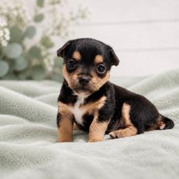 Black - Tan Smooth Coat Male - Black and tan male Chihuahua puppy in Nashville, Tennessee from Music City Chi’s