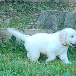 Australian Shepherd, Golden Retriever, and Mastiff Puppies from Barking Creek Ranch