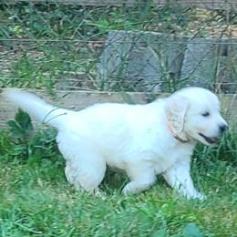 Australian Shepherd, Golden Retriever, and Mastiff Puppies from Barking Creek Ranch