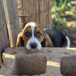 Basset Hound and Pembroke Welsh Corgi Puppies from Solo Spur Ranch