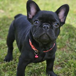 Wednesday 2800 AKC - Black French Bulldog puppy in Burkburnett, Texas from BF Frenchie's