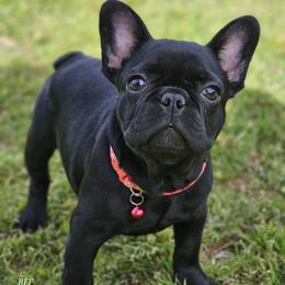 Wednesday 2800 AKC - Black French Bulldog puppy in Burkburnett, Texas from BF Frenchie's