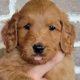 Rusty - Goldendoodle puppy in Peoria, Arizona from Sonoran Desert Doods