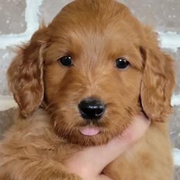 Rusty - Goldendoodle puppy in Peoria, Arizona from Sonoran Desert Doods