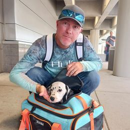 Hurricane or Cane.  Medium Blue collar - White and black male Dalmatian puppy in Decatur, Alabama from Hollytree Dalmatians