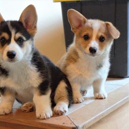 Pembroke Welsh Corgi All Grown Up from Patton's Pasture