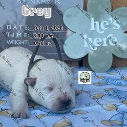 Grey Boy - White male West Highland White Terrier puppy in Colorado from Busy Bee Westies