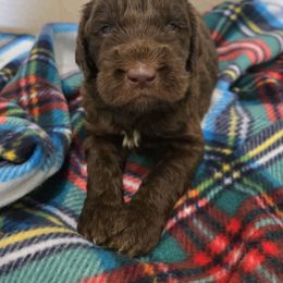 White collar - male Newfypoo puppy in Mckenzie, Tennessee from Small Town Doodles & Poodles