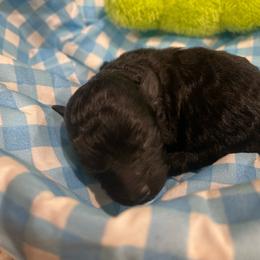 Black Male - Black male Poodle puppy in Bee Branch, Arkansas from Scroggins Creek Doodles