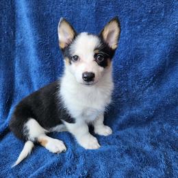 Samantha - Black and tan female American Corgi puppy in Castle Rock, Washington from Heckman Corgis
