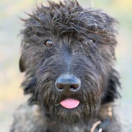 Ember - Pepper and salt female Giant Schnauzer puppy in Goodrich, Texas from Silver Creek Giant Schnauzers
