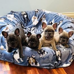 French Bulldog Puppies from Valhalla Frenchies