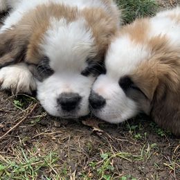 Saint Bernard Puppies from Sara’s Saint Bernards