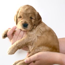 Goldendoodle Puppies from Indy Goldendoodles