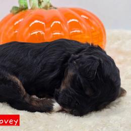 Lovey - Tri-color female Bernedoodle puppy in Neillsville, Wisconsin from Granton Creek