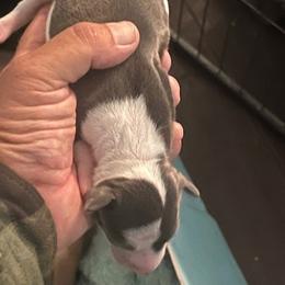 Italian Greyhound Puppies from Fisher Link