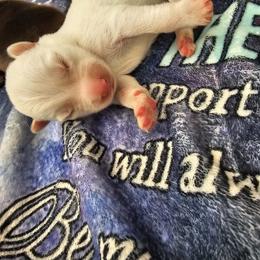 Jax - White male Siberian Husky puppy in Killeen, Texas from Jackson's Siberians