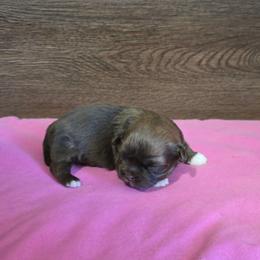 Girl 2 - Liver female Shih Tzu puppy in Meadows Of Dan, Virginia from Walt’s Shih Tzus