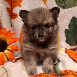 STORMY 2 - Wolf sable female Pomeranian puppy in Lore City, Ohio from Tonia's Pomeranians