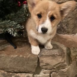 Rose - Pembroke Welsh Corgi puppy from Mak-N-Hay Farms