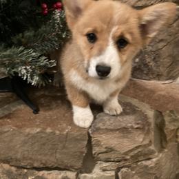 Rose - Pembroke Welsh Corgi puppy from Mak-N-Hay Farms