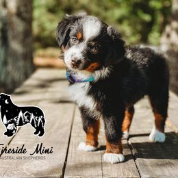 Miniature Australian Shepherd and Toy Australian Shepherd Puppies from Fireside Toy & Mini Aussies