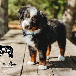 Miniature Australian Shepherd and Toy Australian Shepherd Puppies from Fireside Toy & Mini Aussies