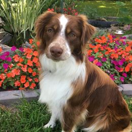 Betsy - Miniature American Shepherd